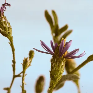 Corethrogyne filaginifolia