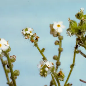 Cryptantha, corolla size of three species
