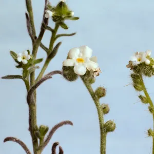 Cryptantha, three species corolla size