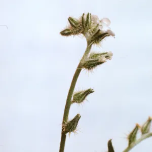 Cryptantha 'rigida'