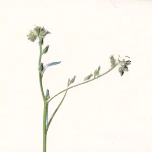 Cryptantha 'rigida'