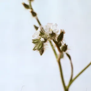 Cryptantha 'rigida'