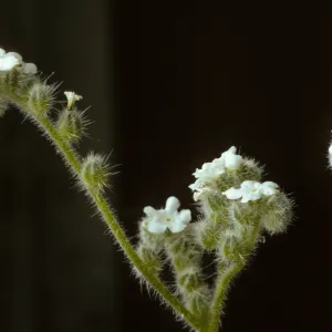 Cryptantha muricata