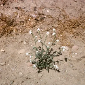 Cryptantha muricata