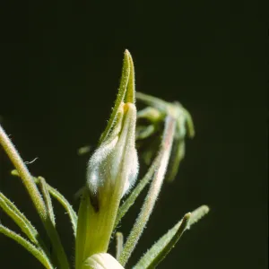 Cordylanthus 