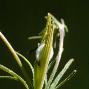 Cordylanthus 