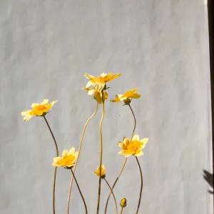 Coreopsis bigelovii 