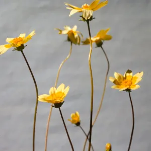Coreopsis bigelovii 