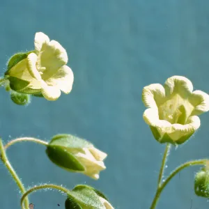 Emmenanthe penduliflora 
