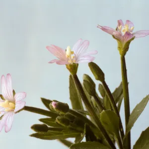 Epilobium adenocaulon