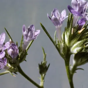 Eriastrum densifolium ssp. austromontanum