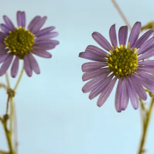Erigeron foliosus var. stenophyllus