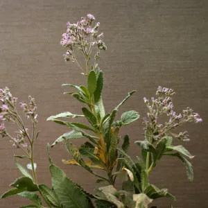 Eriodictyon trichocalyx