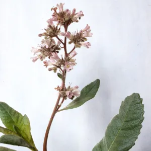 Eriodictyon