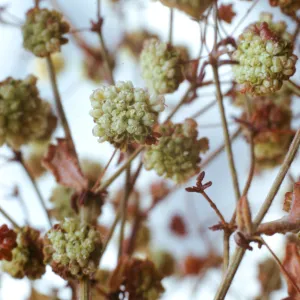 Eriogonum angulosum ssp. viridescens