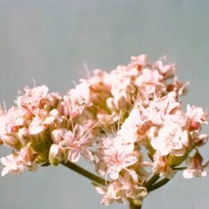 Eriogonum fasciculatum var. foliolosum