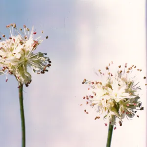 Eriogonum latifolium ssp. saxicola