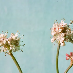 Eriogonum latifolium ssp. saxicola