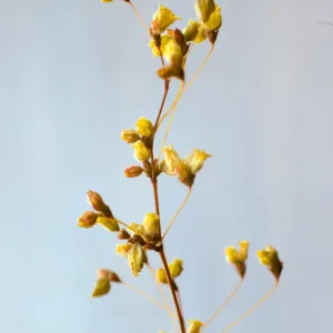 Eriogonum trichopes
