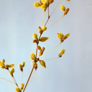 Eriogonum trichopes