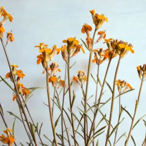 Erysimum asperum