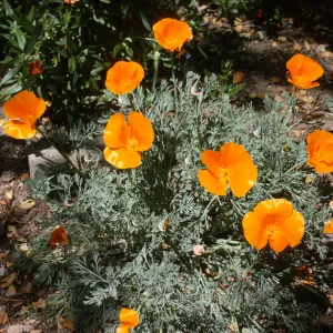 Eschscholzia californica