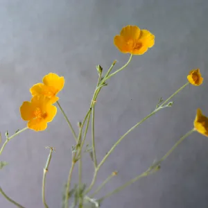 Eschscholzia (California Poppy)