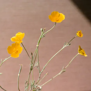 Eschscholzia (California Poppy)