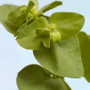 Euphorbia