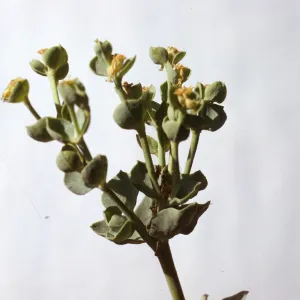 Euphorbia palmeri