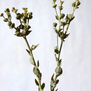 Euphorbia palmeri