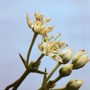 Frasera neglecta