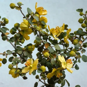 Fremontodendron californicum ssp. obispoense