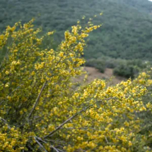 Fremontodendron californicum