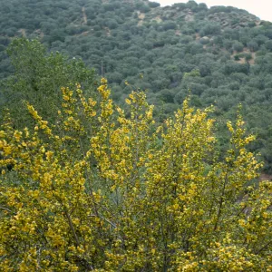 Fremontodendron californicum