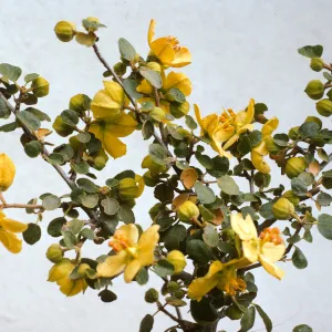Fremontodendron californicum ssp. obispoense