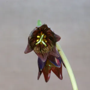 Fritillaria biflora