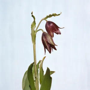 Fritillaria biflora