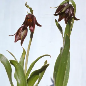 Fritillaria biflora