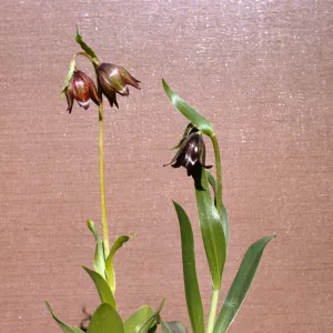 Fritillaria biflora