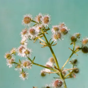 Galium angustifolium var. siccatum