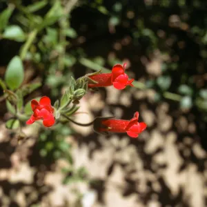 Galvezia speciosa