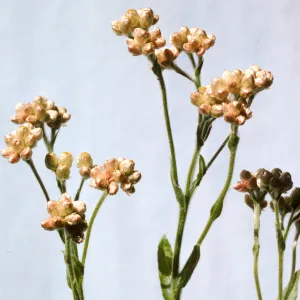 Gnaphalium californicum, pink flower form