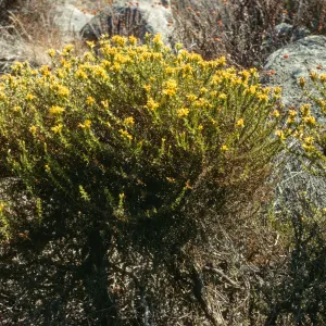 Haplopappus ericoides