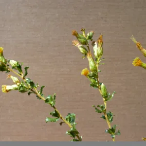 Haplopappus squarrosus ssp. obtusus