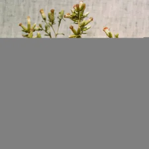 Haplopappus squarrosus ssp. obtusus