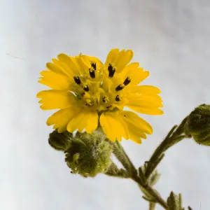 Hemizonia paniculata ssp. increscens