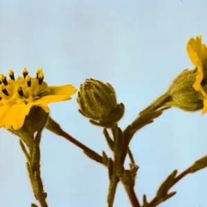 Hemizonia paniculata ssp. increscens