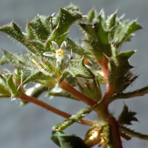 Langloisia schottii
