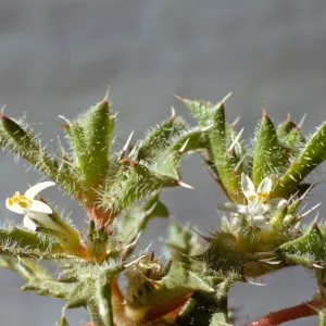 Langloisia schottii